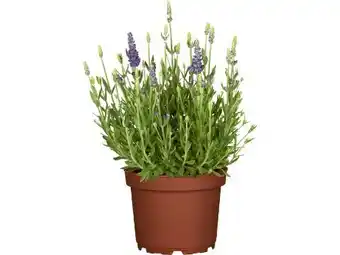 OBI Grow By Obi Echter Lavendel Angebot
