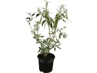 OBI Grow By Obi Sommerflieder Angebot