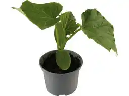 OBI Grow By Obi Gurkenpflanzen Angebot