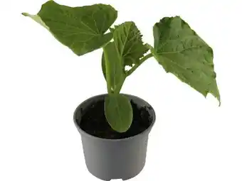 OBI Grow By Obi Gurkenpflanzen Angebot