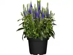 OBI Grow By Obi Scheinähriger Ehrenpreis Angebot