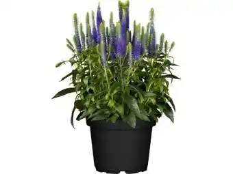 OBI Grow By Obi Scheinähriger Ehrenpreis Angebot