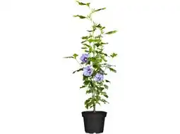 OBI Grow By Obi Gartenhibiskus Angebot