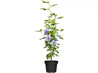 OBI Grow By Obi Gartenhibiskus Angebot