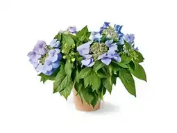 OBI Grow By Obi Hortensie Bloombuster Angebot