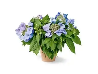 OBI Grow By Obi Hortensie Bloombuster Angebot