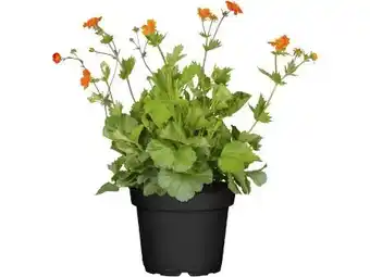 OBI Grow By Obi Nelkenwurz Angebot