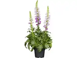 OBI Grow By Obi Fingerhut Rosa Angebot