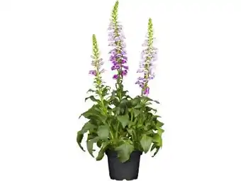 OBI Grow By Obi Fingerhut Rosa Angebot