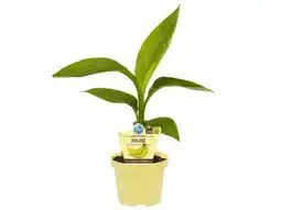OBI Blu Japanische Faserbanane Angebot