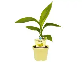 OBI Blu Japanische Faserbanane Angebot