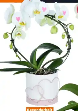 OBI Schmetterlingsorchidee Angebot