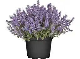 OBI Grow By Obi Katzenminze Angebot