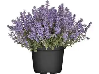 OBI Grow By Obi Katzenminze Angebot