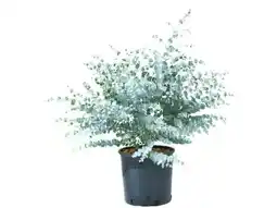 OBI Grow By Obi Eukalyptus Baby Blue Angebot