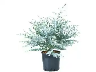 OBI Grow By Obi Eukalyptus Baby Blue Angebot