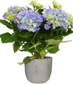 OBI Hortensien Hydrangea Macrophylla Angebot