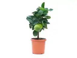 OBI Grow By Obi Zitrus Mix Angebot
