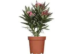 OBI Grow By Obi Oleander Busch Angebot