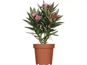 OBI Grow By Obi Oleander Busch Angebot