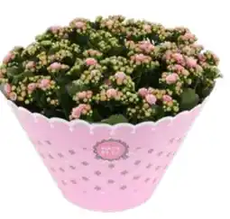 OBI Flammendes Käthchen Angebot