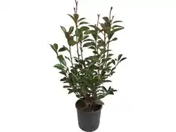 OBI Grow By Obi Glanzmispel Red Robin Angebot
