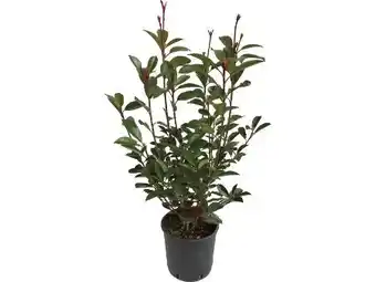OBI Grow By Obi Glanzmispel Red Robin Angebot