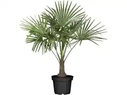 OBI Grow By Obi Hanfpalme Angebot