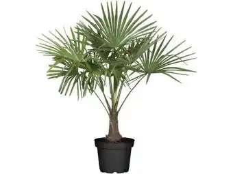 OBI Grow By Obi Hanfpalme Angebot