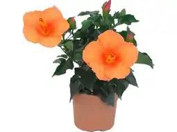 OBI Grow By Obi Roseneibisch Angebot