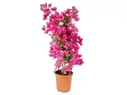 OBI Drillingsblumen-Pyramide Angebot