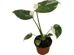 OBI Fensterblatt Thai Constellation Angebot