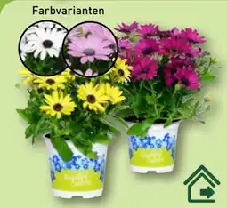 Aldi Nord Gardenline Kapmargerite Angebot