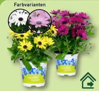 Aldi Nord Gardenline Kapmargerite Angebot