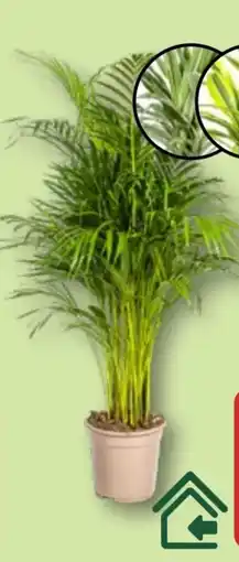 Aldi Nord Gardenline Grünpflanze Angebot