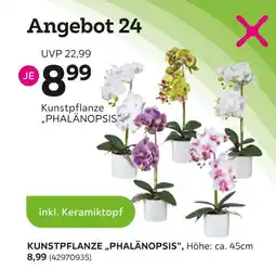 Mömax Kunstpflanze „phalänopsis“ Angebot