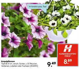 Hellweg Ampelpflanzen Angebot