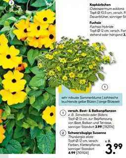 Hellweg Versch. beet- & balkonpflanzen Angebot