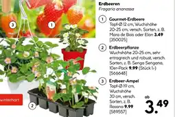 Hellweg Gourmet-erdbeere, erdbeerpflanze oder erdbeer-ampel Angebot