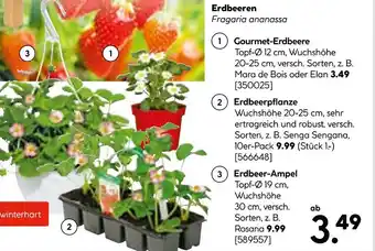 Hellweg Gourmet-erdbeere, erdbeerpflanze oder erdbeer-ampel Angebot