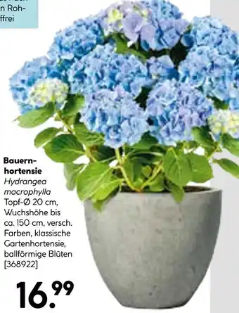 Hellweg Bauernhortensie Angebot