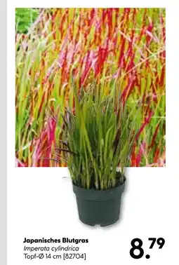 Hellweg Japanisches blutgras Angebot