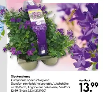 Hellweg Glockenblume Angebot