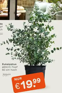 Blume 2000 Eukalyptus Angebot