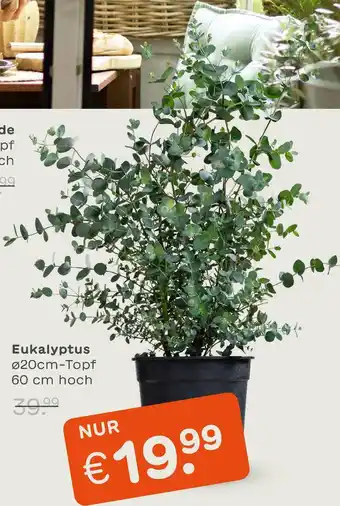 Blume 2000 Eukalyptus Angebot