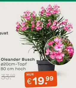 Blume 2000 Oleander busch Angebot