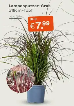 Blume 2000 Lampenputzer-gras Angebot