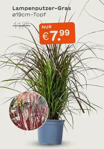 Blume 2000 Lampenputzer-gras Angebot