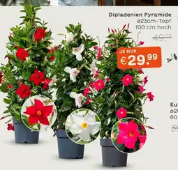Blume 2000 Dipladenien pyramide Angebot
