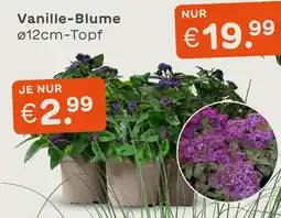 Blume 2000 Vanille-blume Angebot